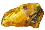 Fossil Ant (Formicidae) & Oak Hair in Baltic Amber #159892-1